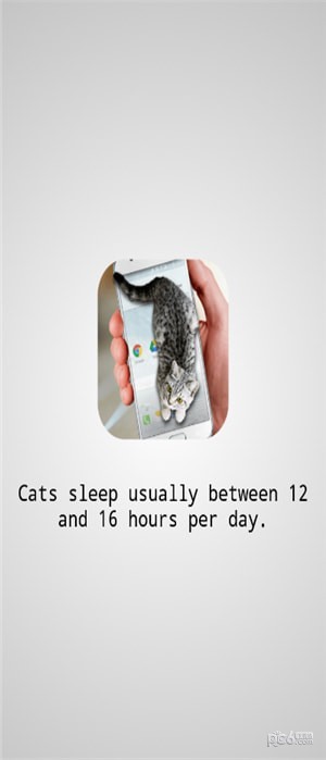 猫咪桌宠免费版下载 