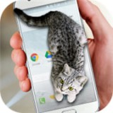 猫咪桌宠2024最新版下载 